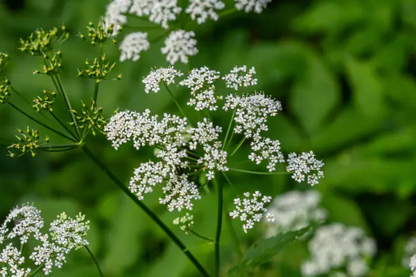 stock image Chaerophyllum aureum Golden Chervil Golden Chervil.