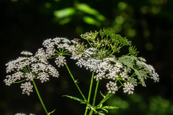 stock image Chaerophyllum hirsutum roseum - pink umbels of hairy chervil.