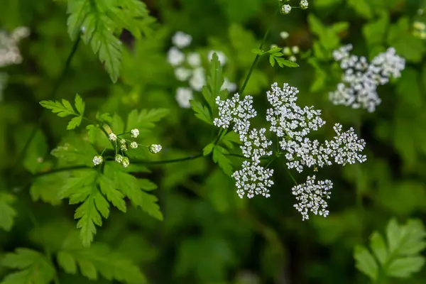 stock image White Chaerophyllum aureum plant with smooth bokeh.