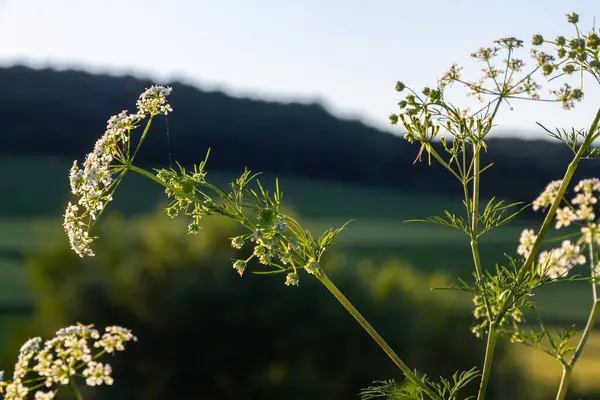 stock image Caraway blooms in garden. White meridian fennel blossom in field. Persian cumin flowering plant. White Carum carvi flower on green background, closeup. White caraway flowers, close up, macro.