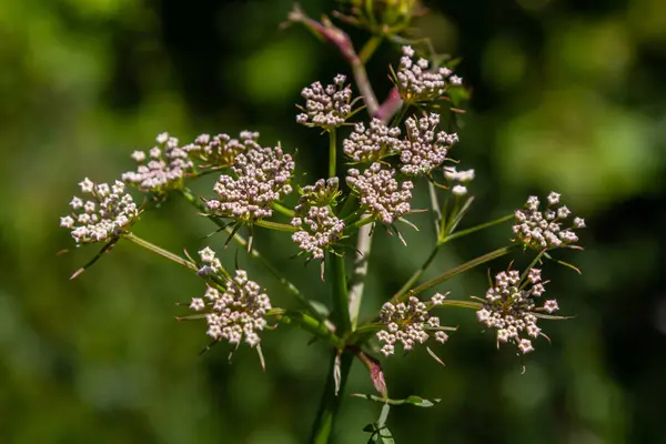 stock image Caraway blooms in garden. White meridian fennel blossom in field. Persian cumin flowering plant. White Carum carvi flower on green background, closeup. White caraway flowers, close up, macro.