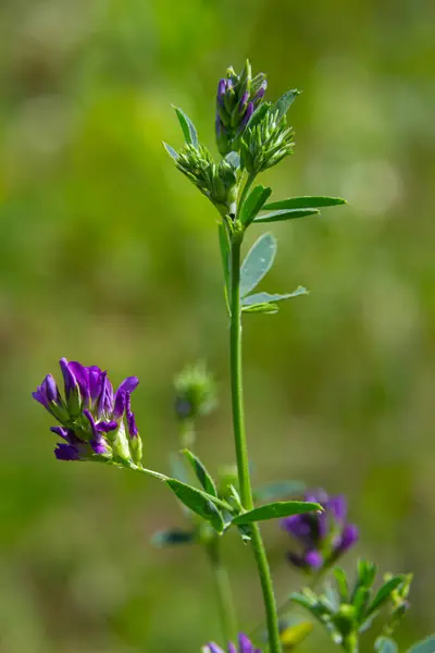 stock image Flowers of alfalfa in the field. Medicago sativa.