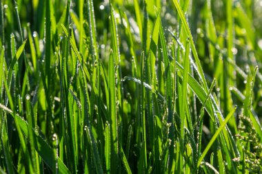 Parlak yeşil çimenlerin üzerine çiy damlalarının arka planı.