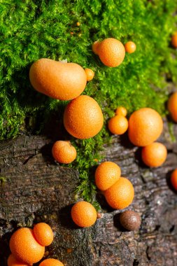 Sonbahar ormanında turuncu kırmızı balçık mantarı Lycogala epidendrum.