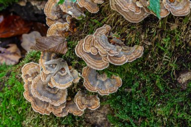 Trametes versicolor, ayrıca Polyporus versicolor olarak da bilinir, dünya çapında yaygın olarak bulunan ve ağaç gövdelerinde yetişen geleneksel tıbbi mantar türüdür..