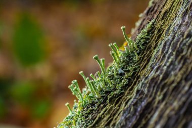 Close up of the trumpet lichen Cladonia fimbriata between stone flowers and moss on a rock.