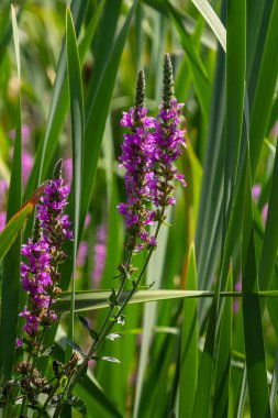 Mor gevşemiş Lythrum salikaria infloresans. Lythraceae familyasındaki çiçek başakları, ıslak yaşam alanlarıyla ilişkilidir..