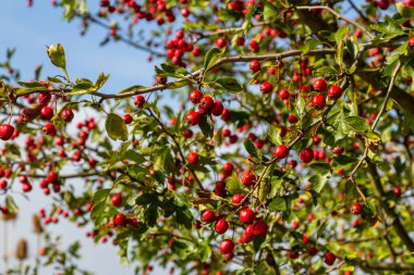 Detaylı bir makro çekim canlı kırmızı şahin çileklerini sonbahar ihtişamında yakalıyor. Bu olgun böğürtlenler sadece güzel değil aynı zamanda tıbbi özelliklere de sahipler..