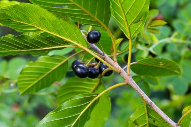 Tedavi edici çalıların yaprakları ve meyveleri Frangula alnus, Rhamnus frangula zehirli siyah ve kırmızı meyvelerle yakın plan.