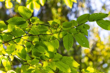 Yazın ağacın altından görünen yeşil boynuz yaprakları..