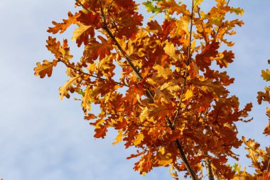 Sonbaharda ormanda portakal yapraklı meşe dalı. Doğa arkaplanı.