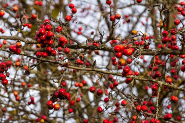 Hawthorn kırmızı böğürtlenleri çalılıklarda yetişir.