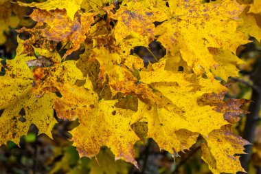 Sonbaharda güneşli bir günde mavi gökyüzünde sarı akçaağaç yaprakları.