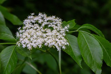 Çiçek tomurcukları ve siyah yaşlı bahar, Sambucus nigra, çiçekler.