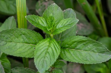Fas nane yaprağı Latince adı Mentha spicata, Fas.