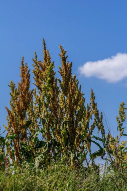 Rumex Konferansı 'nın bir parçası. Kökünde kuru tohumlarla vahşi doğada yetişiyor..