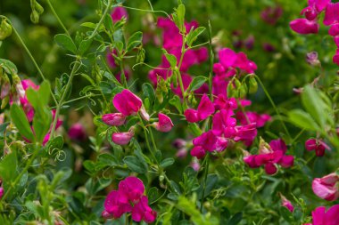 Sativa çiçeği tarlada çiçek açıyor..