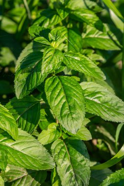 Mentha, nane olarak da bilinir, çay, yiyecek ve diğer içecekler için baharat olarak kullanılır..