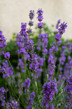 Lavandula angustifolia çiçek demeti, mor kokulu çiçek demeti güzel kokan bitkiler.
