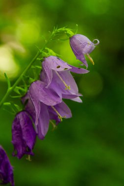 Campanula latifolia çiçeği, geniş yapraklı çan çiçeği, urple, botanik ormanı çayırı, bahar çiçekli bitki ormanı, doğa makro fotoğrafı..