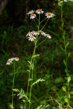 İlkbaharda vahşi ormanda açarlar tansi kalkanlar Tanasetum corymbosum.