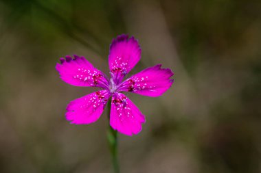 Dianthus carthusianorum, Kartacalıgiller (Caryophyllacea) familyasından Avrupa 'da yaşayan bir çiçektir..