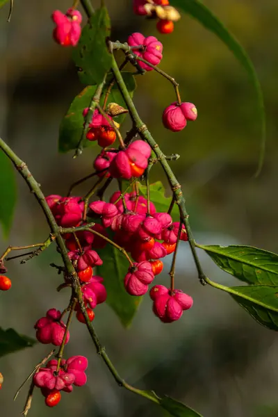 stock image Euonymus europaeus european common spindle capsular ripening autumn fruits, red to purple or pink colors with orange seeds, autumnal colorful leaves.