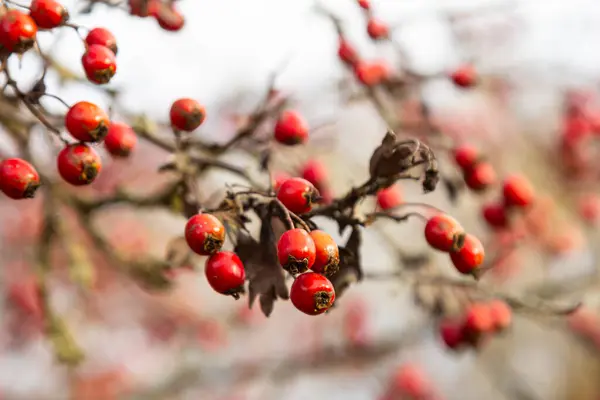 stock image A detailed macro shot capturing the vibrant red hawthorn berries in their autumn splendor. These ripe berries are not only beautiful but also have medicinal properties.