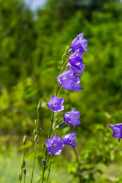 stock image Photo of Campanula latifolia flower, broad-leaved bellflower, urple, botany forest meadow, spring flowering plant forest, nature macro photo.