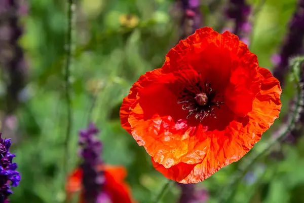 stock image Papaver rhoeas or common poppy, red poppy is an annual herbaceous flowering plant in the poppy family, Papaveraceae, with red petals.