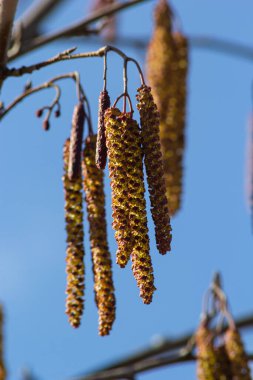 Siyah alnus glutinosa 'nın erkek catkins ve dişi kırmızı çiçekli küçük bir dalı. İlkbaharda çiçek açan kızılağaç. Güzel doğal arka plan. Temiz küpeler ve bulanık arka plan..