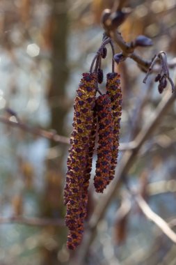 Siyah alnus glutinosa 'nın erkek catkins ve dişi kırmızı çiçekli küçük bir dalı. İlkbaharda çiçek açan kızılağaç. Güzel doğal arka plan. Temiz küpeler ve bulanık arka plan..