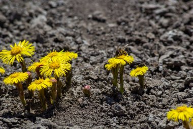 Tussilago farfara, papatya familyasından Asteraceae familyasına ait bir bitki türü. Güneşli bir bahar gününde bir bitkinin çiçekleri.