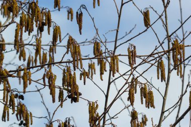 Siyah alnus glutinosa 'nın erkek catkins ve dişi kırmızı çiçekli küçük bir dalı. İlkbaharda çiçek açan kızılağaç. Güzel doğal arka plan. Temiz küpeler ve bulanık arka plan..