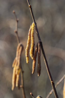 First signs of spring. Hazel, European filbert Corylus avellana opened flower buds and catkins on the eve of spring. clipart