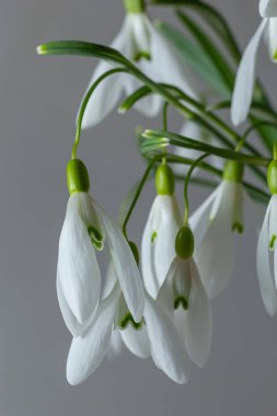 Açık gri arka planda güzel kar damlaları, yakın plan. Bahar çiçekleriyle çiçek arkaplan.