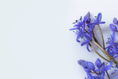 Güzel mavi kardamlaları, Scilla bifolia alp balığı, beyaz arka planda iki yapraklı squill, yazı için boşluk. Bahar dekorasyonu.