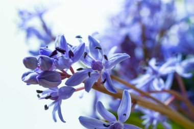 Güzel mavi kardamlaları, Scilla bifolia alp balığı, beyaz arka planda iki yapraklı squill, yazı için boşluk. Bahar dekorasyonu.