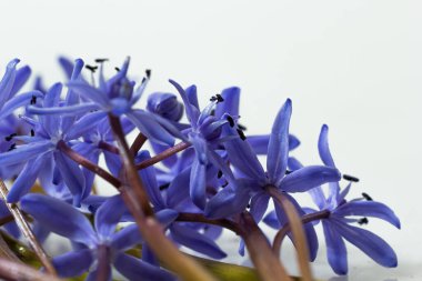 Güzel mavi kardamlaları, Scilla bifolia alp balığı, beyaz arka planda iki yapraklı squill, yazı için boşluk. Bahar dekorasyonu.