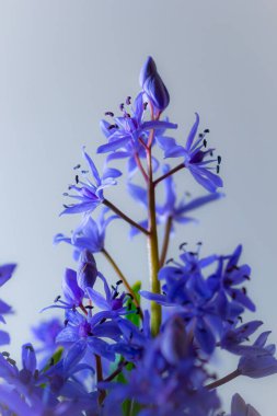 Beautiful blue flowers snowdrops Scilla bifolia alpine squill, two-leaf squill on a white background with space for text. Spring decoration. clipart