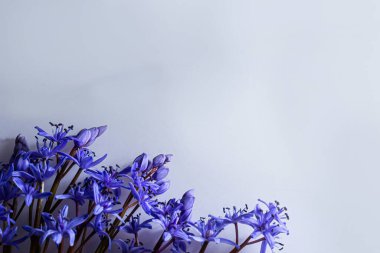 Çiçek tasarımı - Scilla bifolia çiçekli iki yapraklı squill veya alp squill beyaz arka planda izole edilmiş alp squill yazı için boşluk. Bahar dekorasyonu.