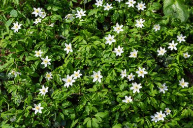 Bahar ormanındaki bir sürü yabani çiçek. Çiçekli güzellik, doğa, doğal. Güneşli bir yaz günü, parkta yeşil çimenler. Anemonoides nemorosa.