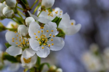 Mavi gökyüzünün altındaki ağaçtaki erik çiçeklerinin güzel dallarının seçici odak noktası, ilkbahar mevsiminde güzel Sakura çiçekleri, çiçek deseni, doğa arka planı..