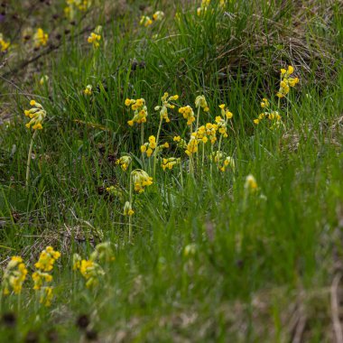 Sarı Primula veris inek ayağı, yaygın inek ayağı, yumuşak yeşil arka planda inek ayağı çuha çiçeği..