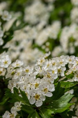 Close-up of a branch of midland hawthorn or crataegus laevigata with a blurred background photographed in the garden of herbs and medicinal plants. clipart