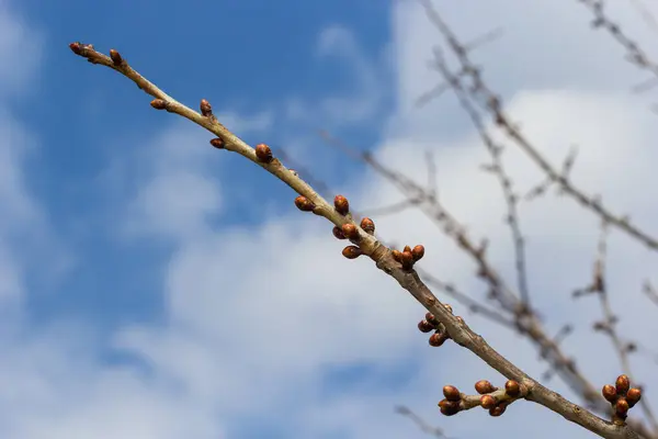 stock image budding buds on a tree branch in early spring macro. Early spring, a twig on a blurred background. The first spring greens.