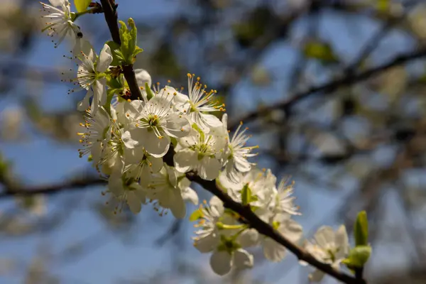 stock image Selective focus of beautiful branches of plum blossoms on the tree under blue sky, Beautiful Sakura flowers during spring season in the park, Floral pattern texture, Nature background.