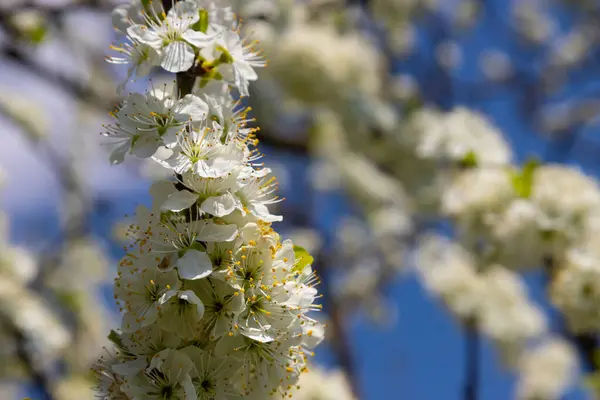 stock image Selective focus of beautiful branches of plum blossoms on the tree under blue sky, Beautiful Sakura flowers during spring season in the park, Floral pattern texture, Nature background.