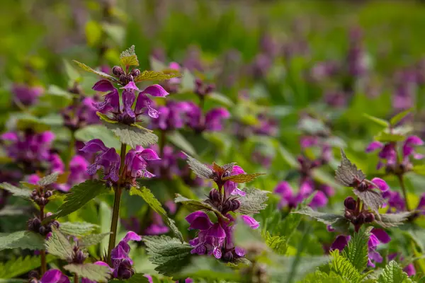 Deaf nettle blooming in a forest, Lamium purpureum. Spring purple flowers with leaves close up.