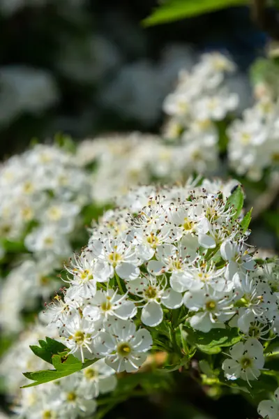 Orta kara dikenli bir dalın ya da krataegus laevigata 'nın bulanık bir arka planı olan şifalı otlar ve tıbbi bitkiler bahçesinde çekilmiş yakın plan fotoğrafı..